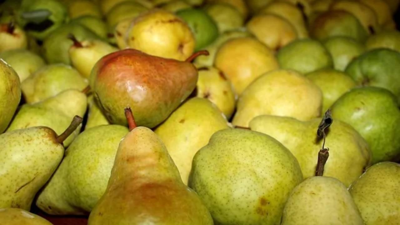 A bunch of pears and apples are sitting on a table