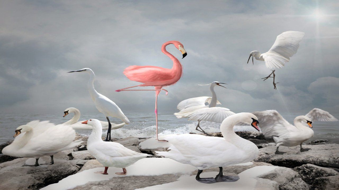 A pink flamingo is standing in the middle of a flock of white swans.