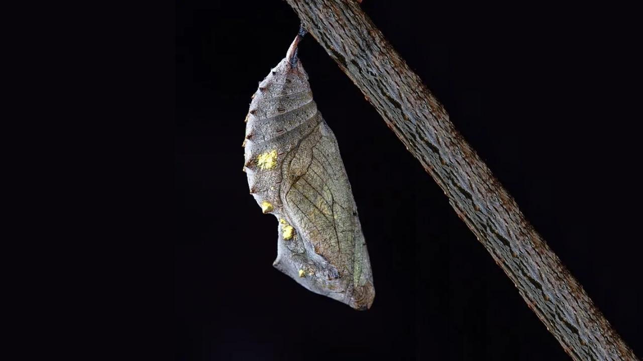 A butterfly chrysalis is hanging from a tree branch.