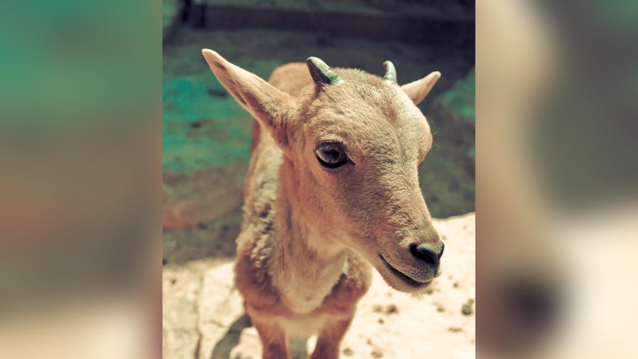 A close up of a goat with horns looking at the camera.