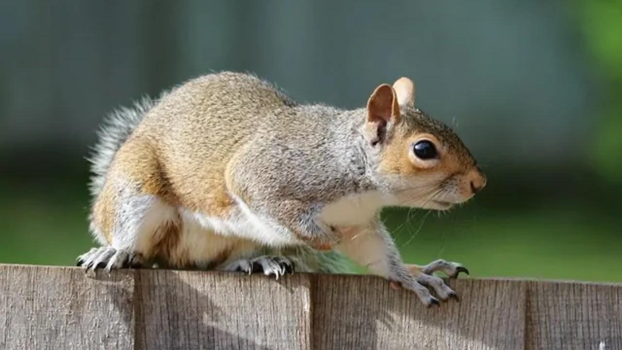A squirrel is standing on top of a wooden fence.