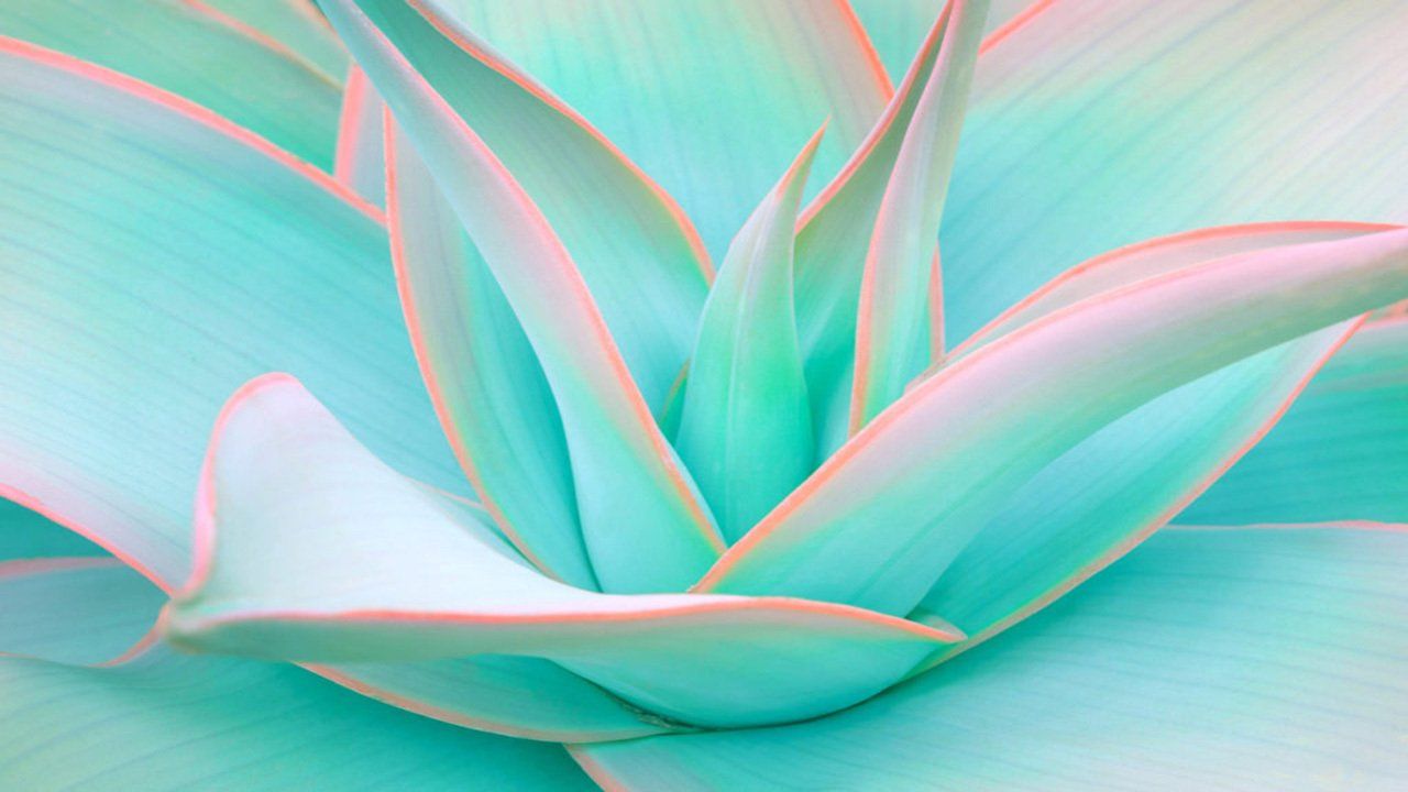 A close up of a green and pink succulent plant.