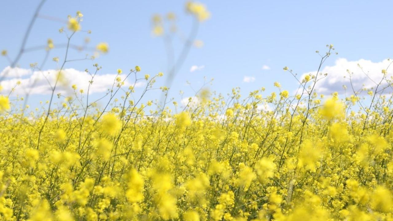 A field of yellow flowers with a blue sky in the background