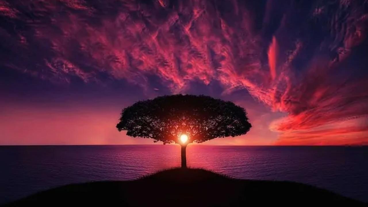 A tree on a small island in the middle of the ocean at sunset.