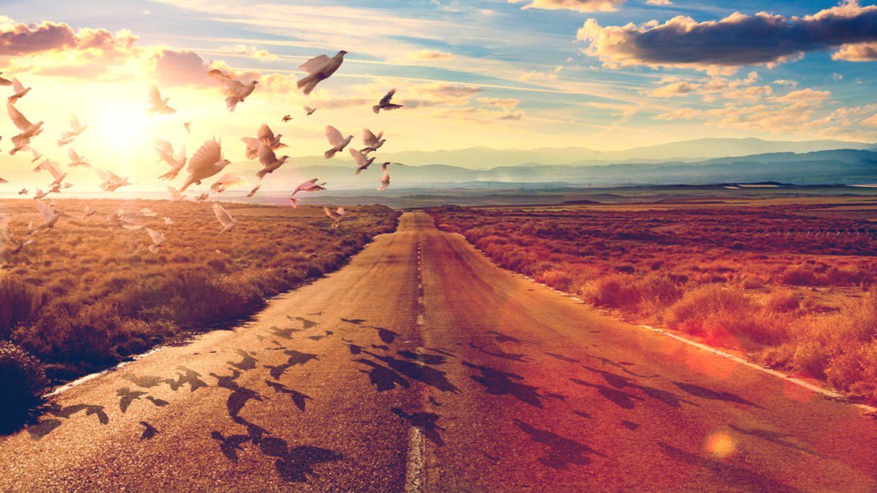 A flock of birds flying over a road at sunset.