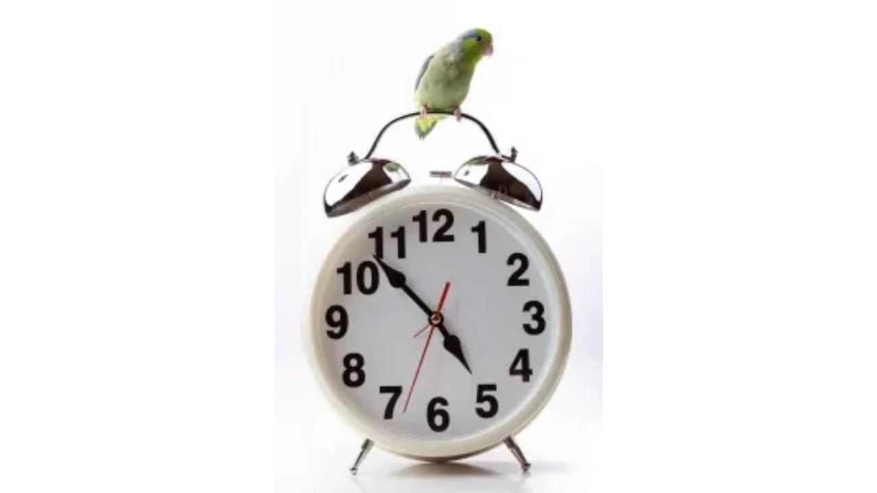 An alarm clock with a bird sitting on top of it