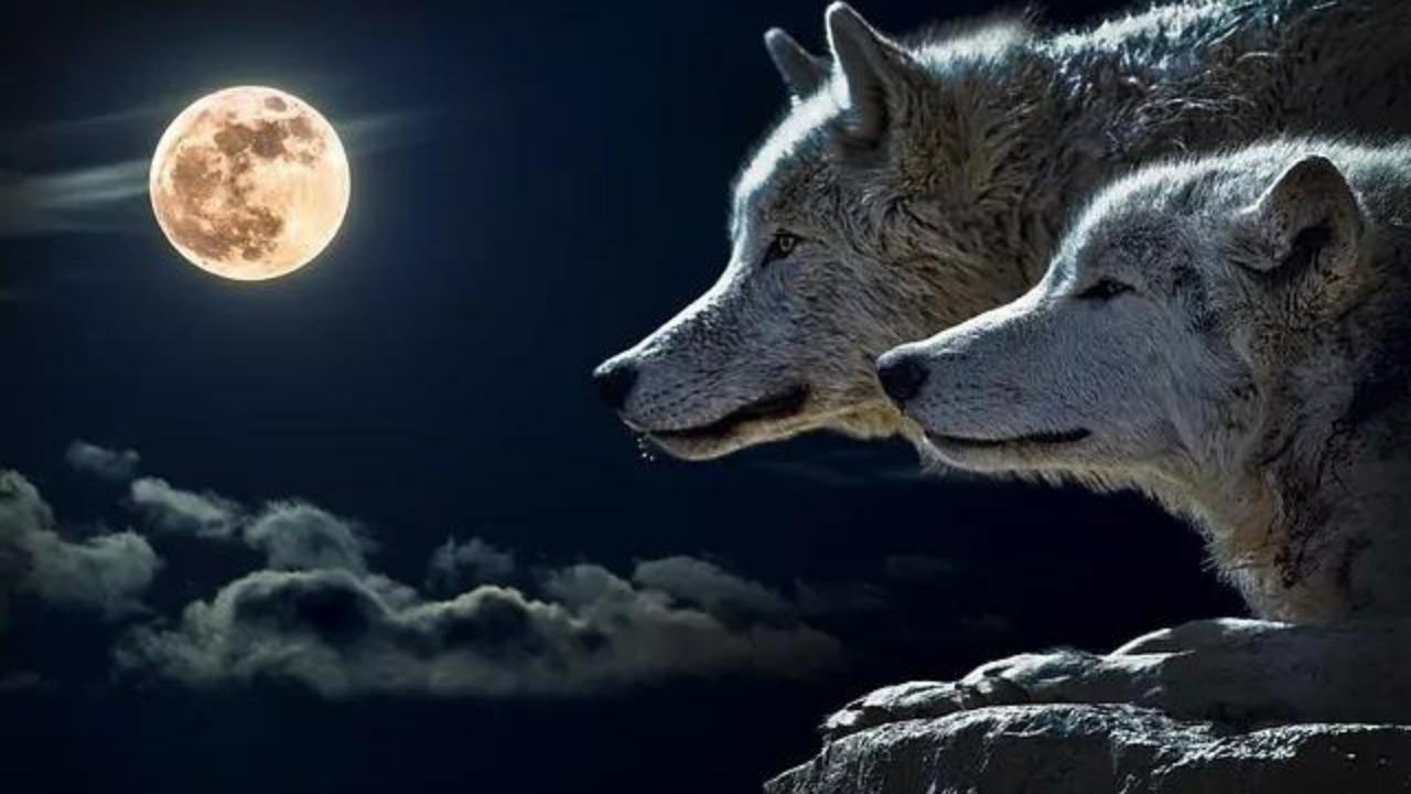 Two wolves are sitting on a rock in front of a full moon.