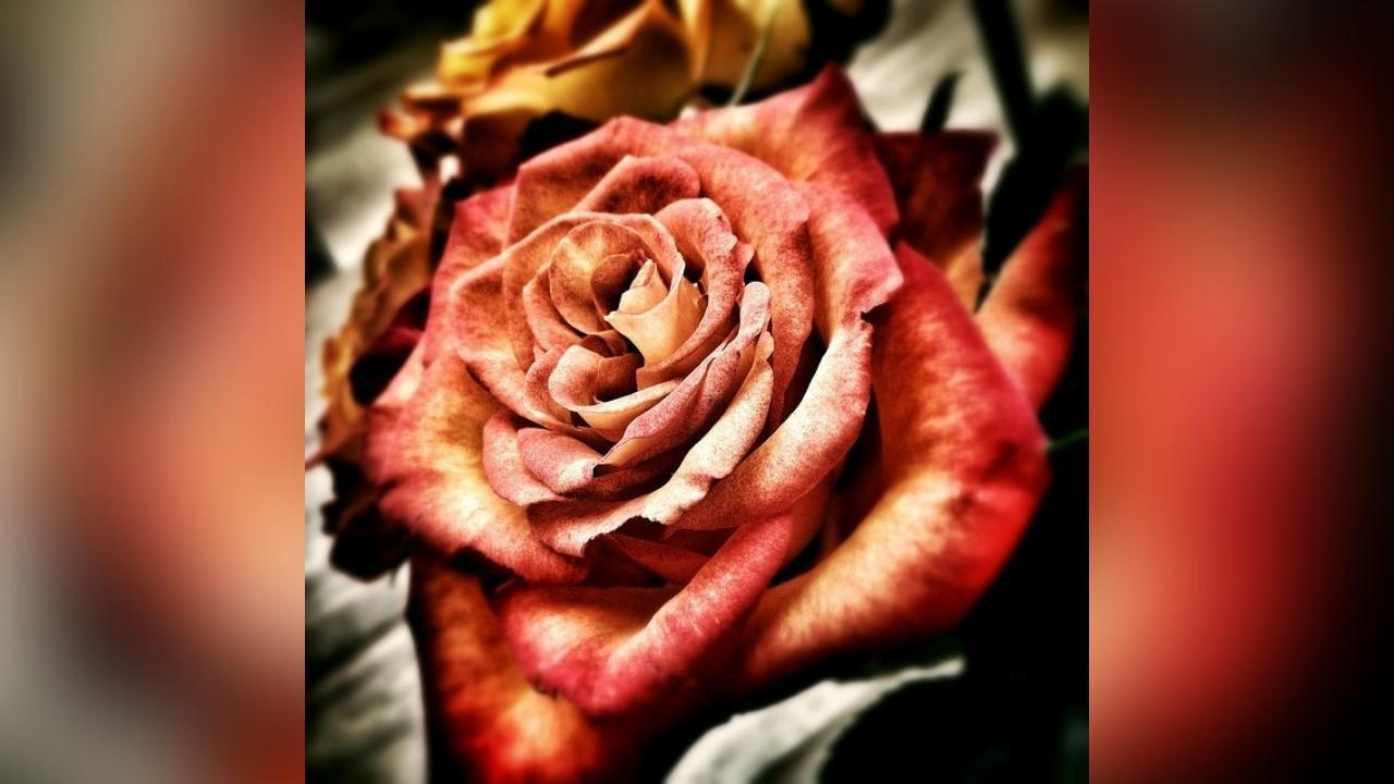 A close up of a red rose on a table.
