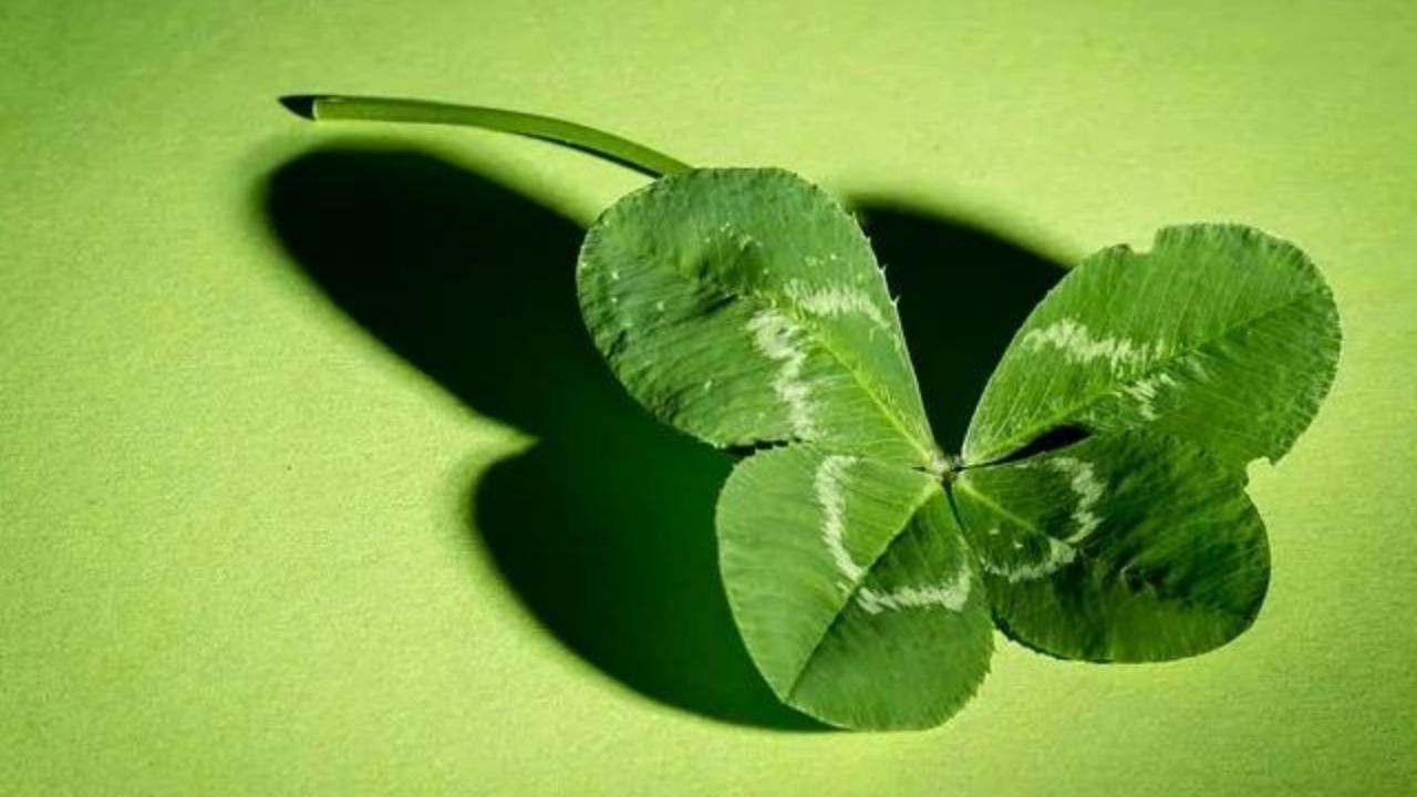 A four leaf clover on a green background