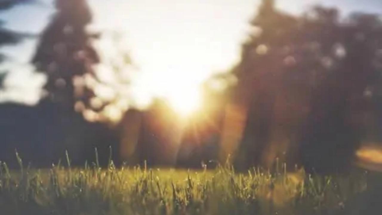 The sun is shining through the trees in a field.