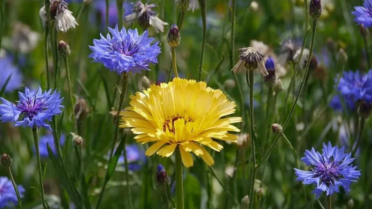A yellow flower is surrounded by blue flowers in a field.