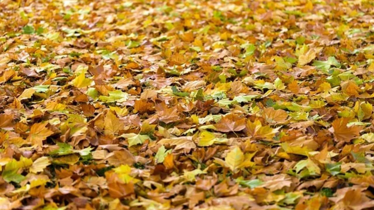A pile of autumn leaves laying on the ground.
