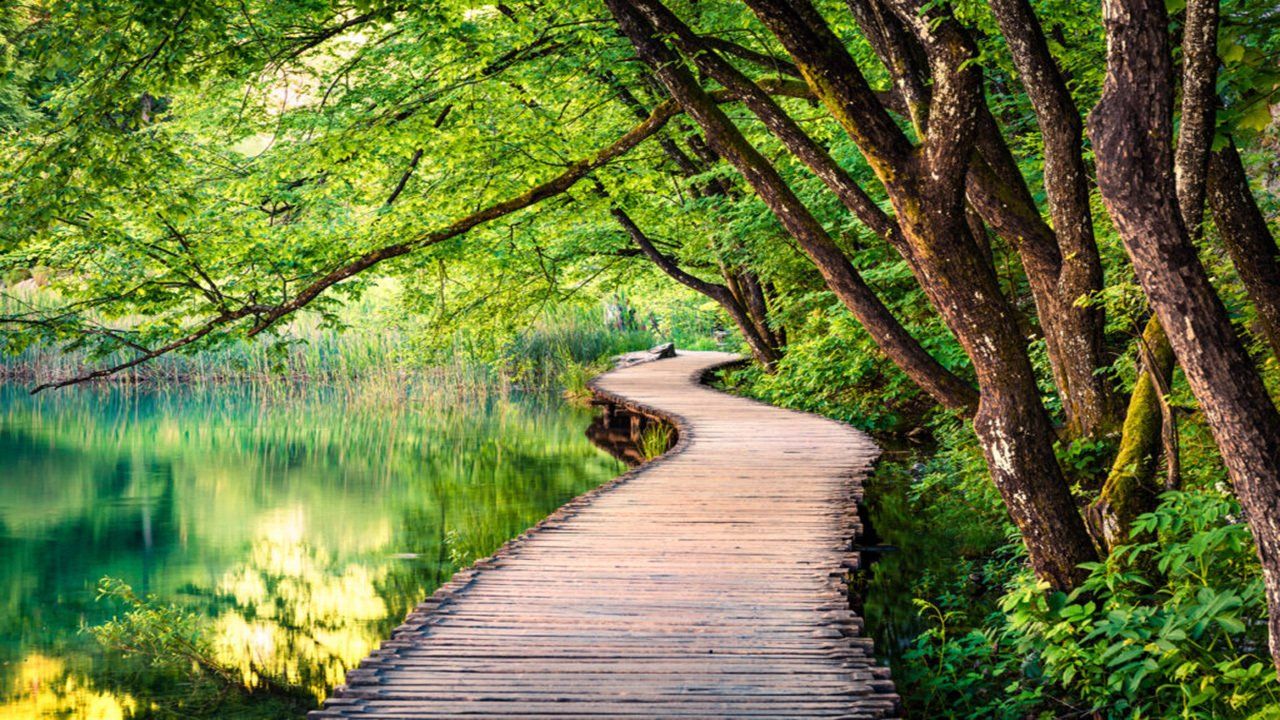 A wooden bridge leading to a lake in the middle of a forest.