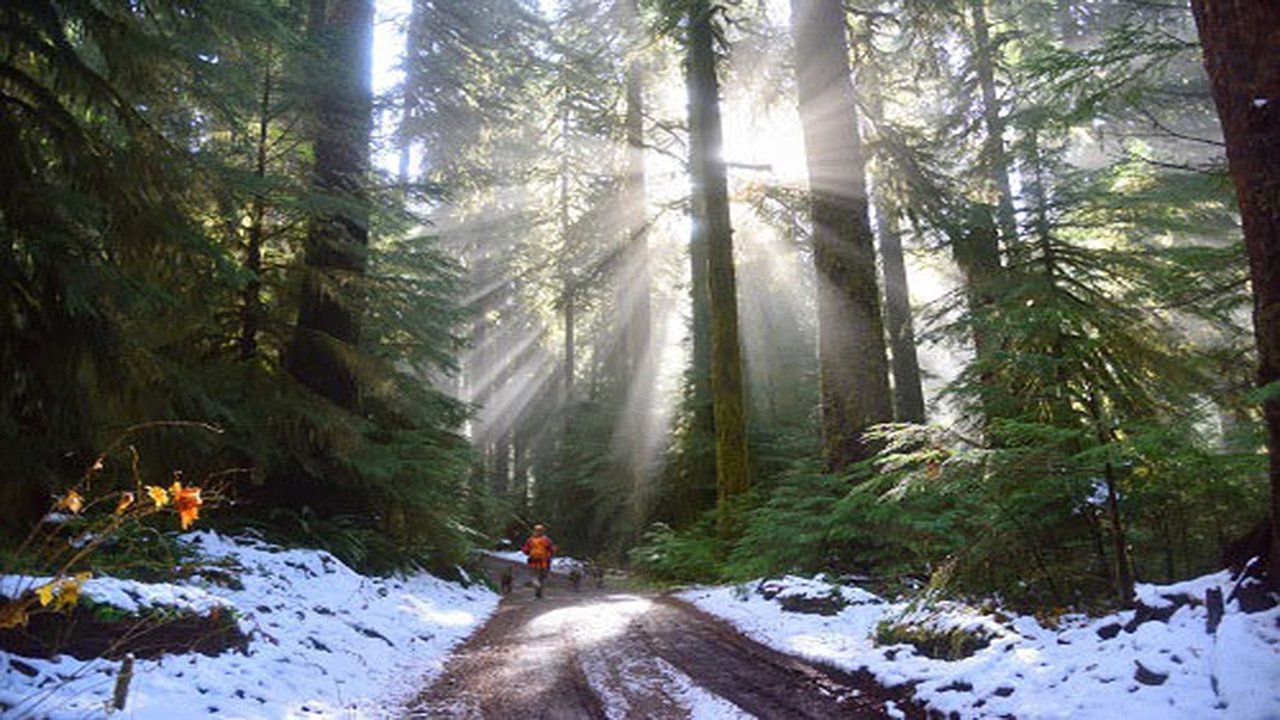 The sun is shining through the trees on a snowy path in the woods.
