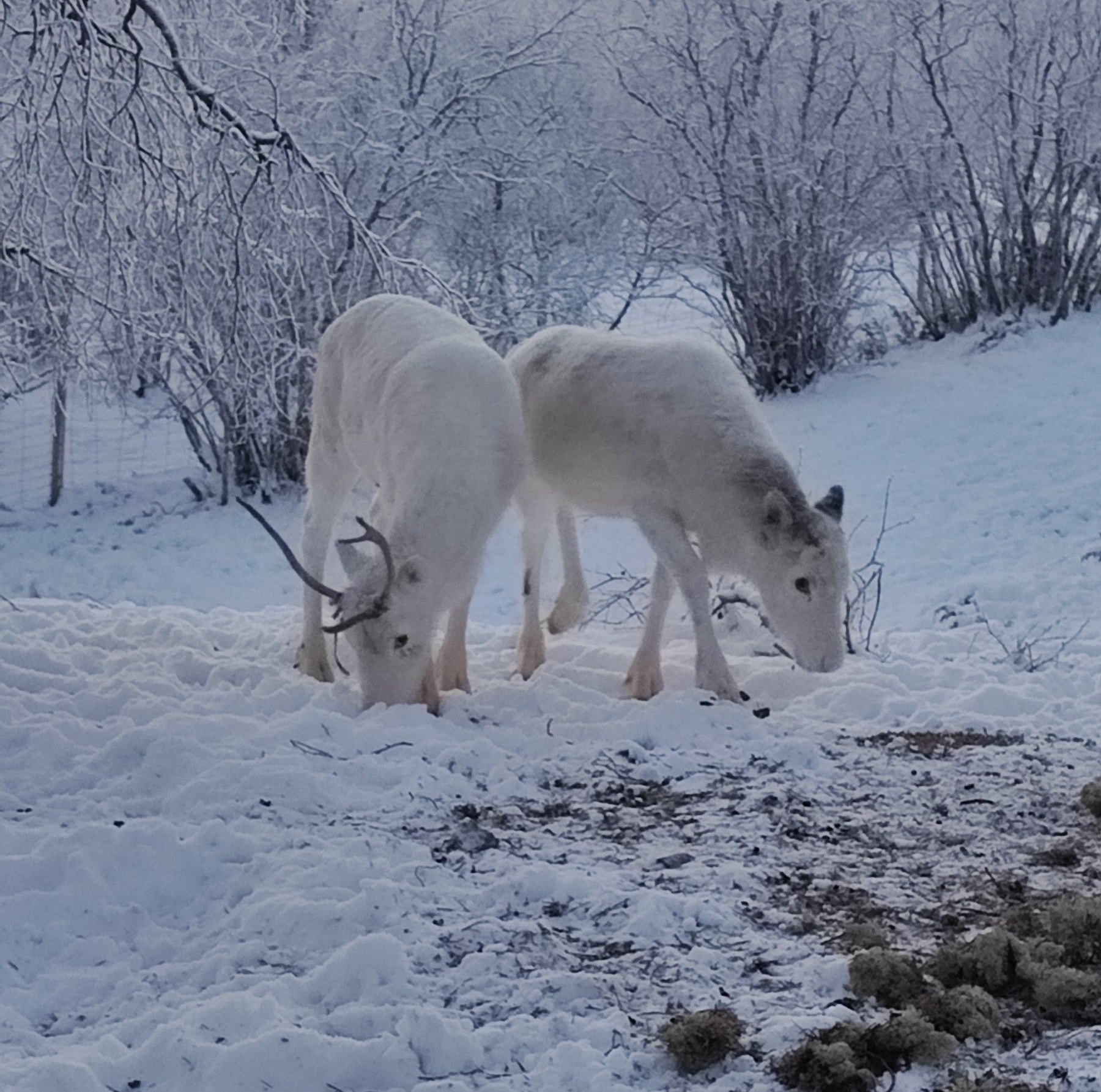 Visit home reindeer farm in Utsjoki