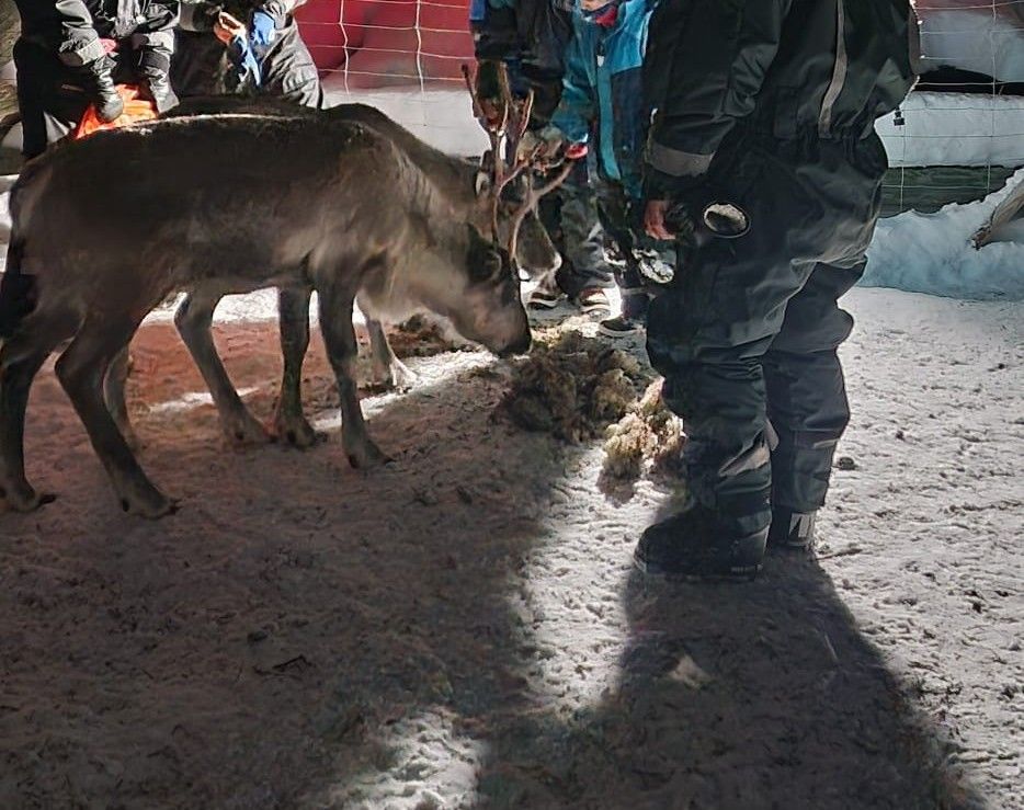 Reindeer farm visit in Utsjoki with children