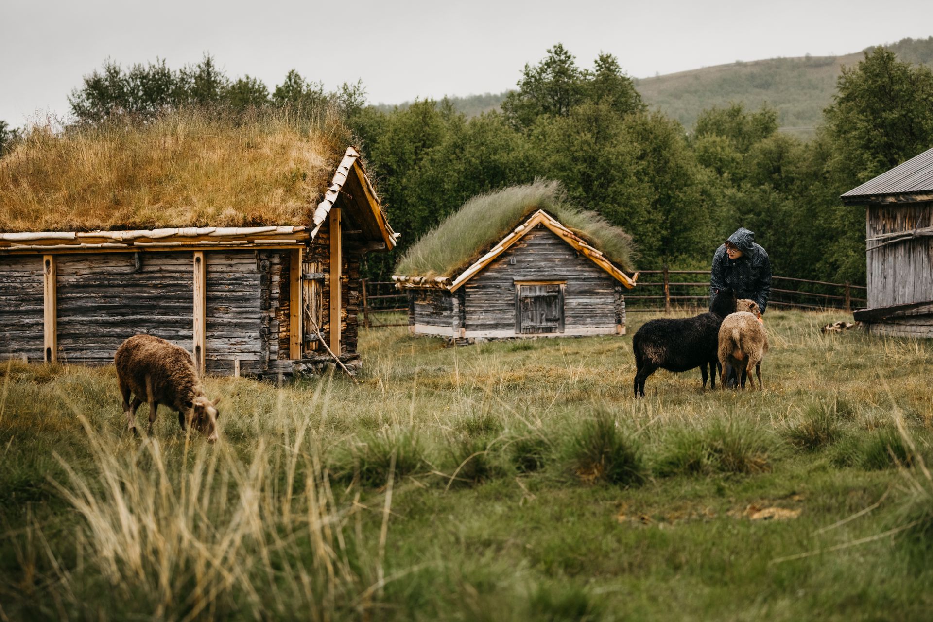 Välimaa sheep farm in Utsjoki