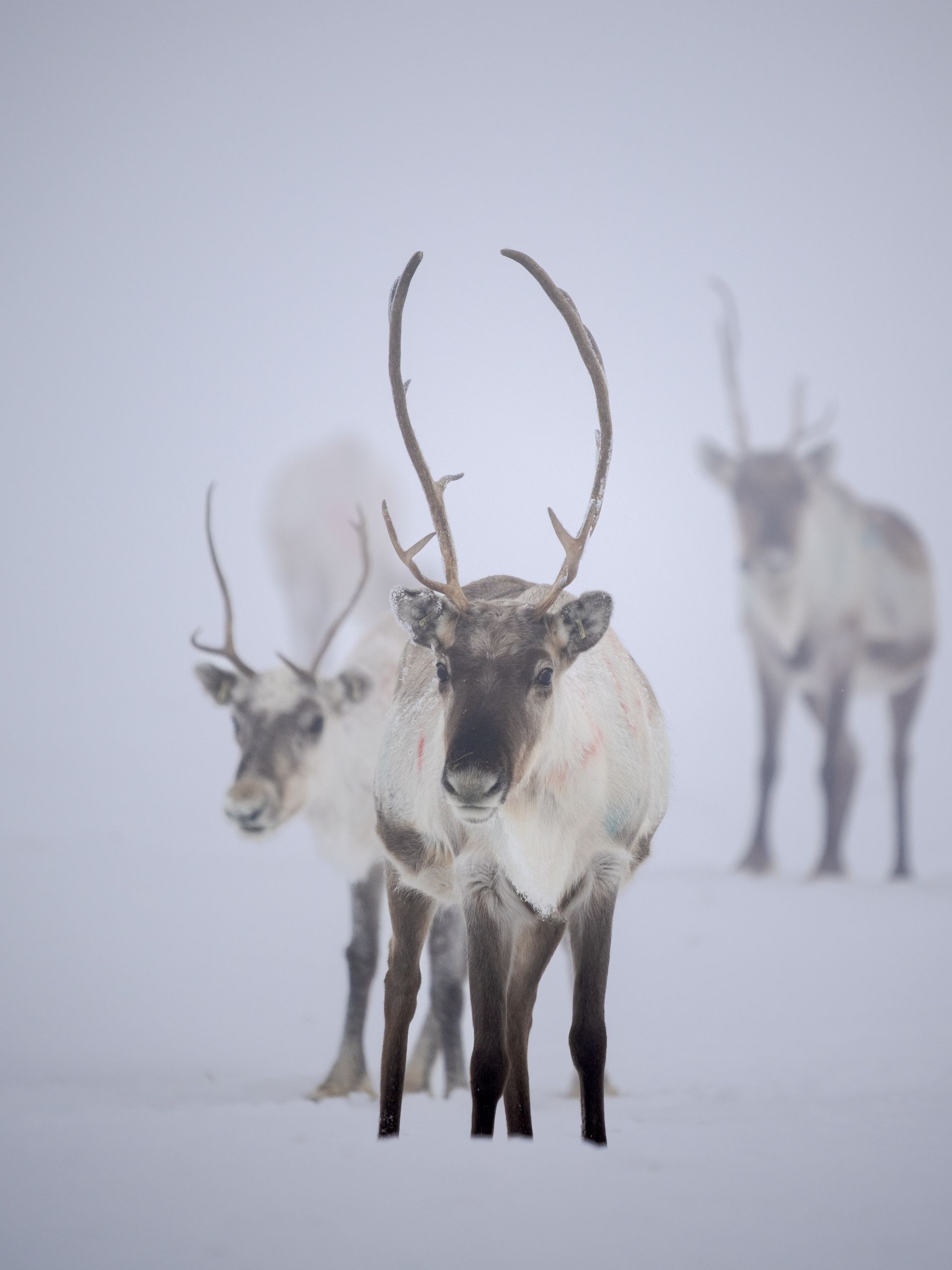 Reindeer in Utsjoki Lapland