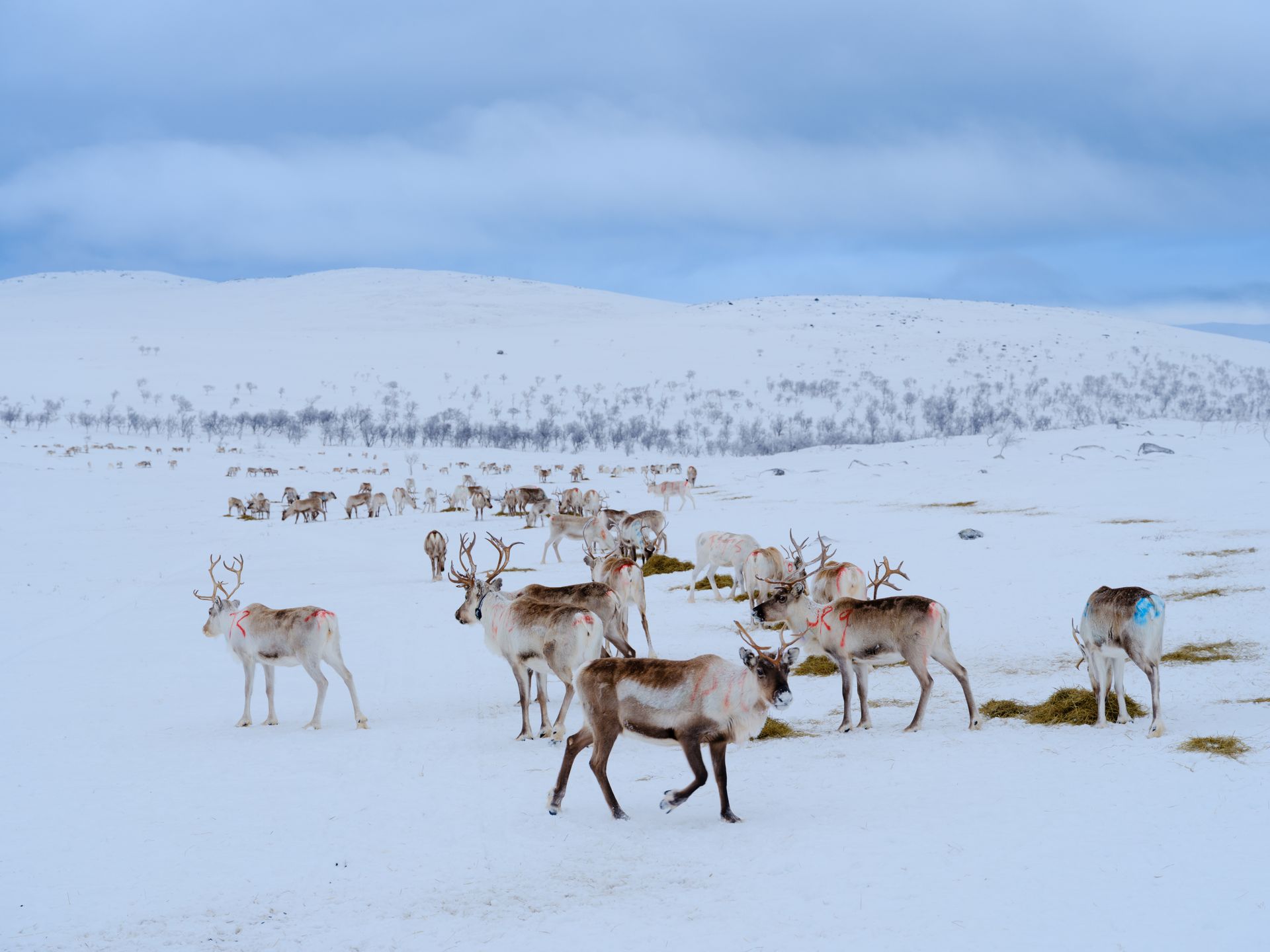 Sámi reindeer herder and his reindeer in Utsjoki Lapland
