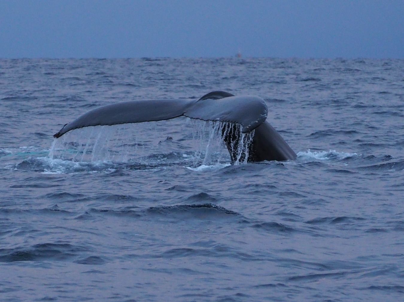 Whale watching varanger fjord