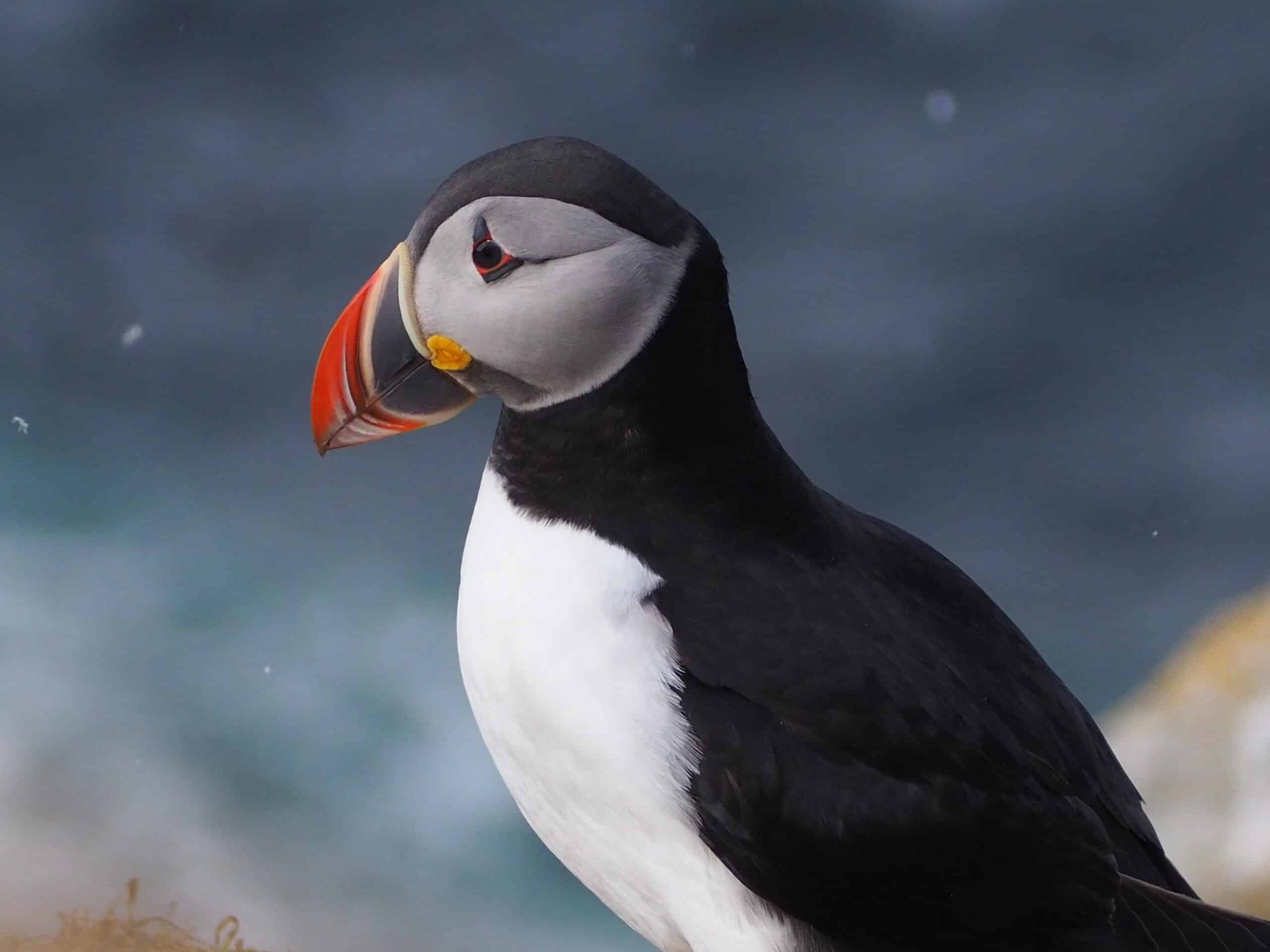 Puffin Explore 70 degrees