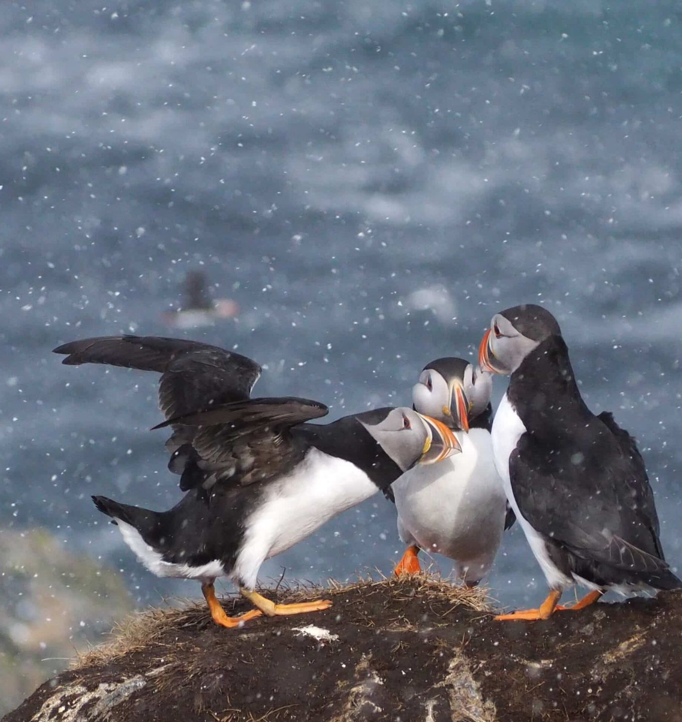 Puffins Varanger Fjord