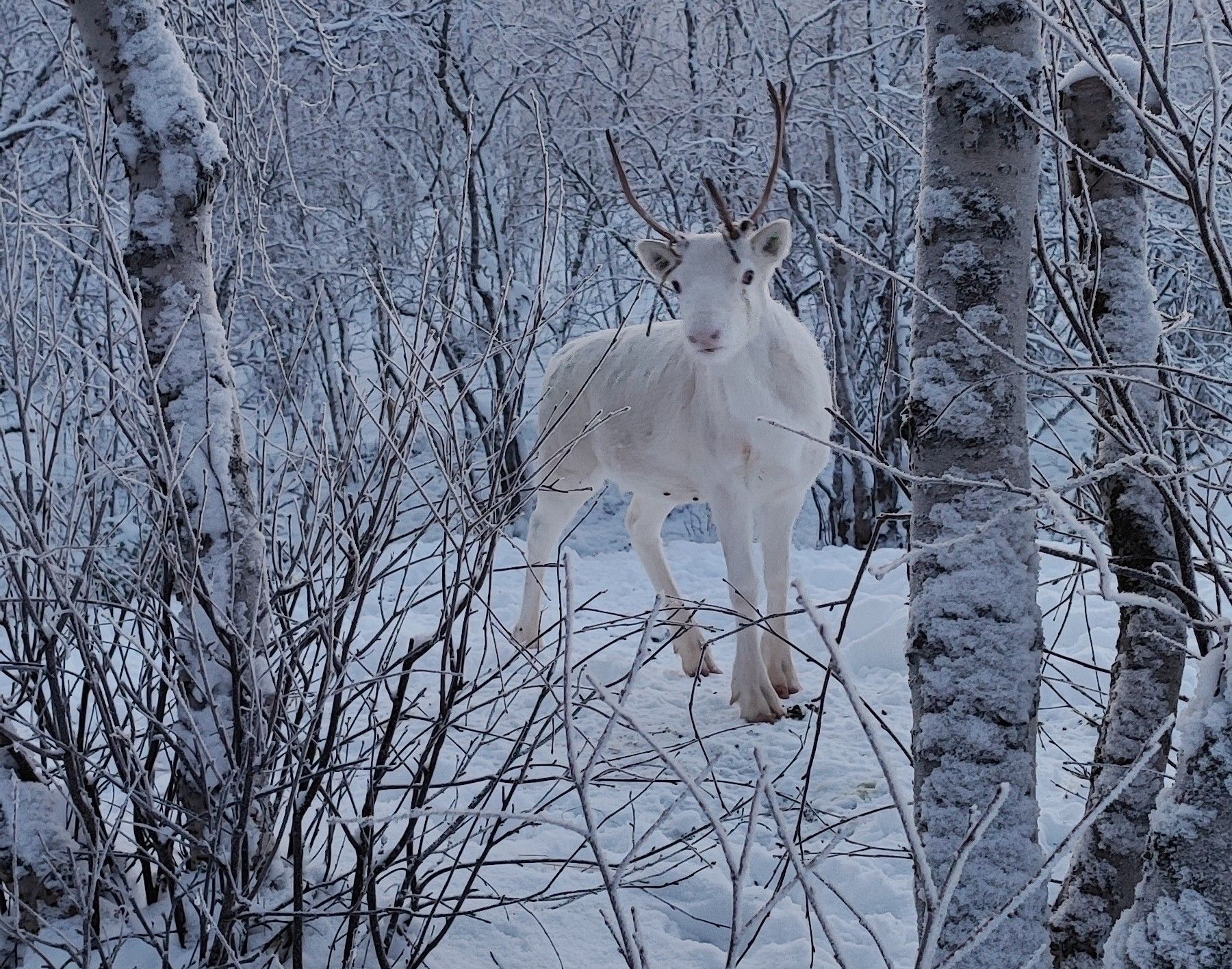 Beautiful reindeer in Utsjoki home farm