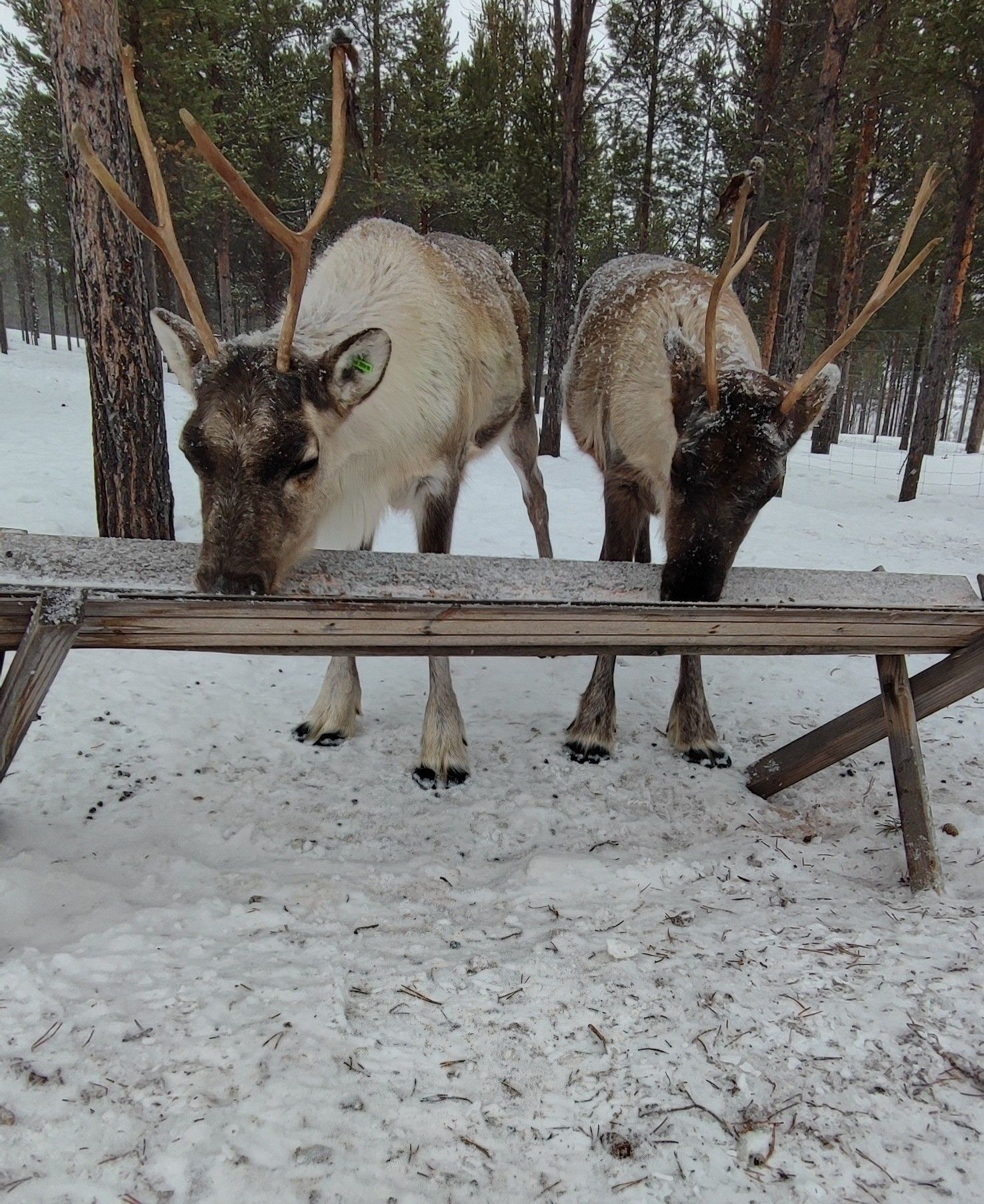 Beautiful reindeer in Utsjoki home farm