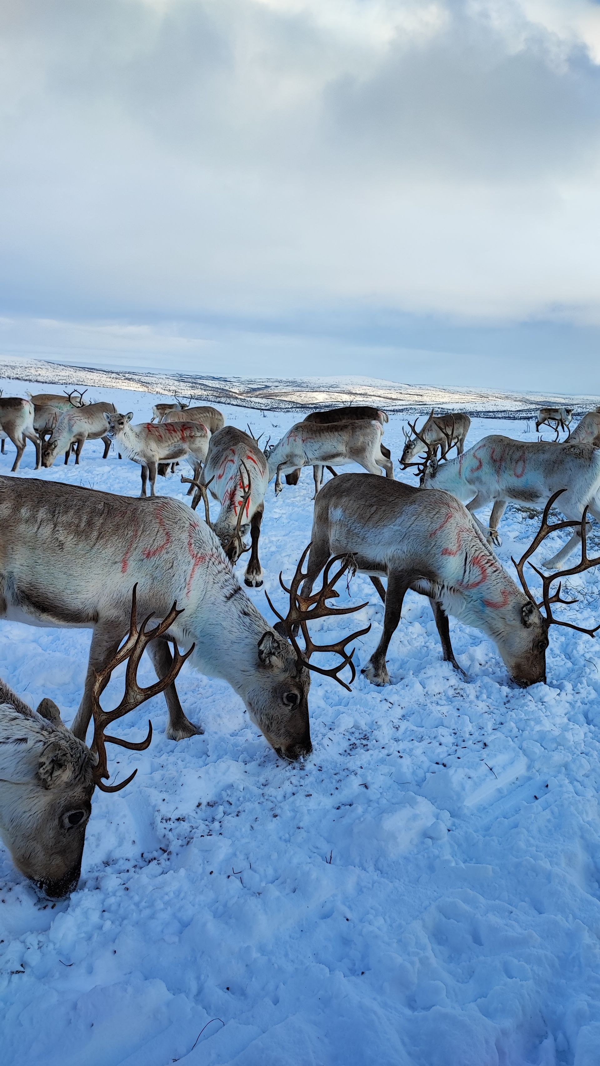Reindeer herder and his reindeer in Utsjoki