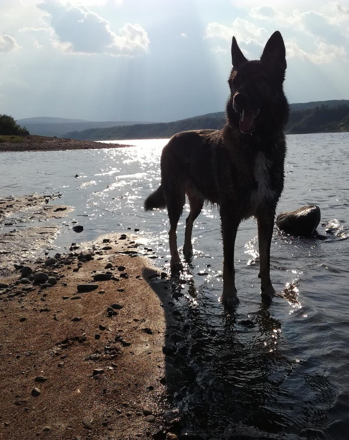 Summer husky walk and farm visit