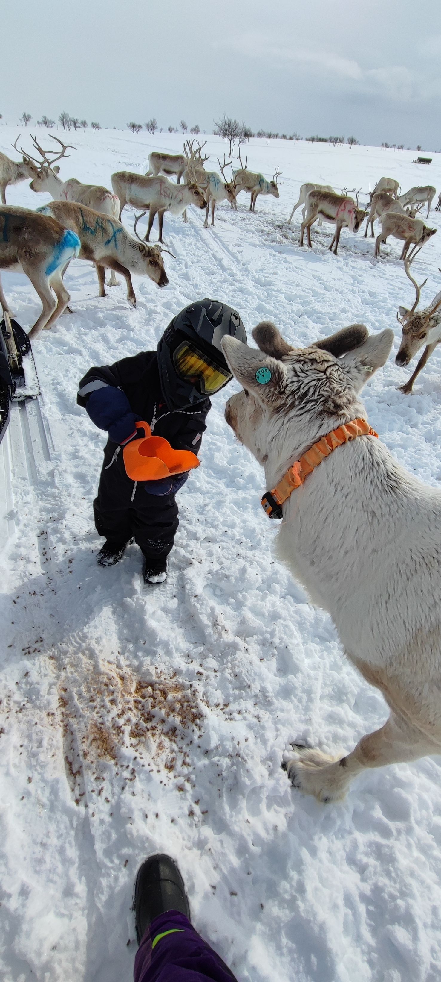 Reindeer herder and his reindeer in Utsjoki