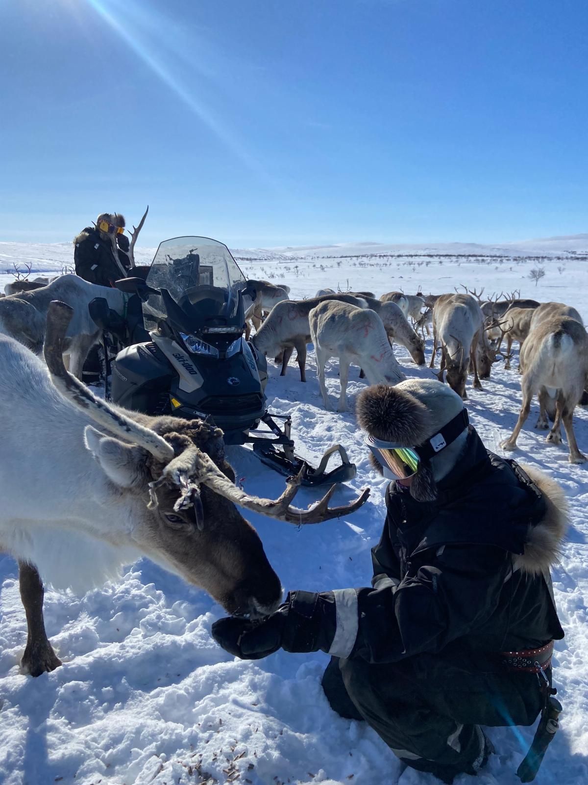 Reindeer herder and his reindeer in Utsjoki