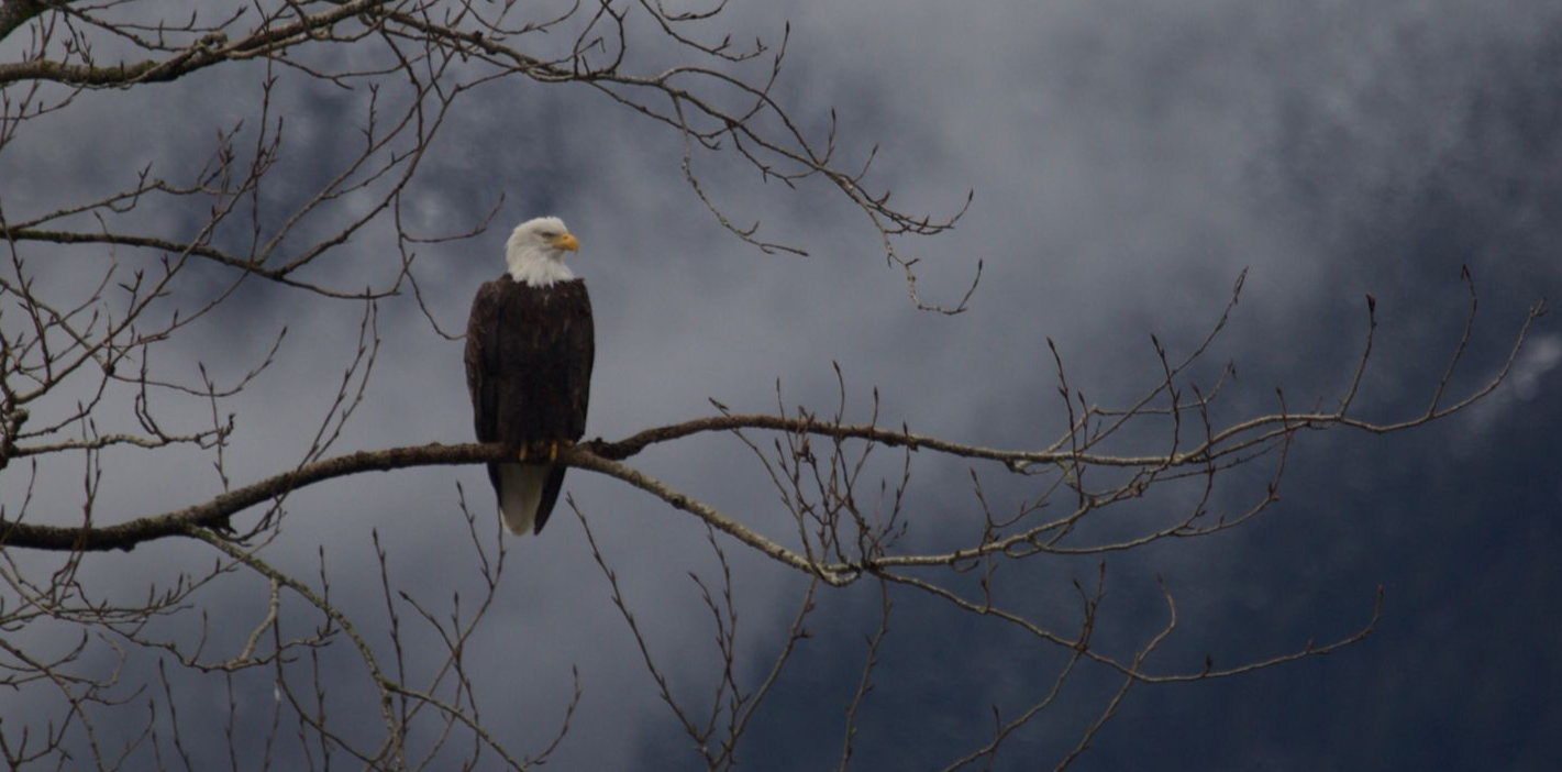 Bald eagle perched on a bare tree branch against a cloudy sky.