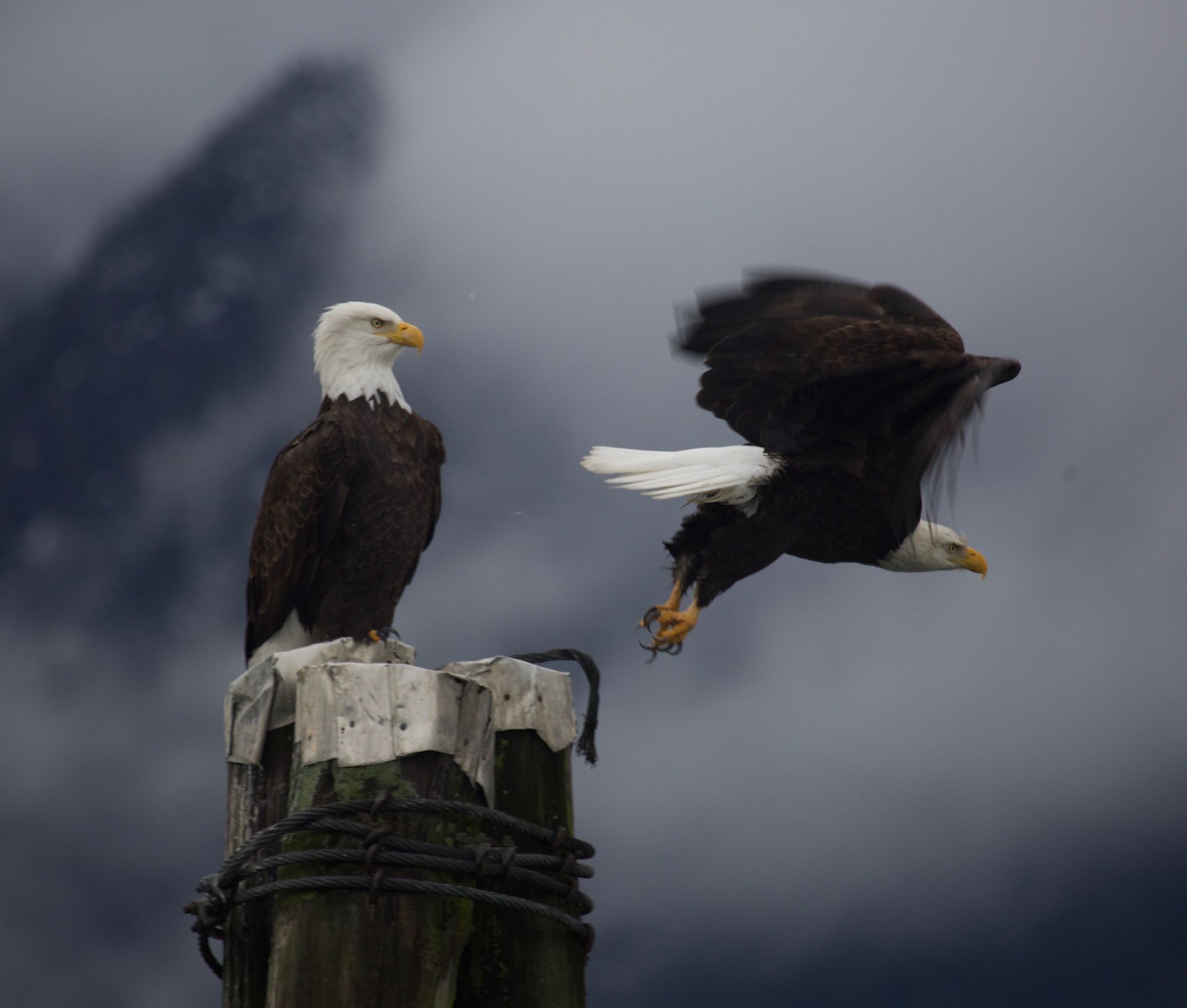 Two bald eagles, one perched on a post and one flying, against a cloudy mountain backdrop