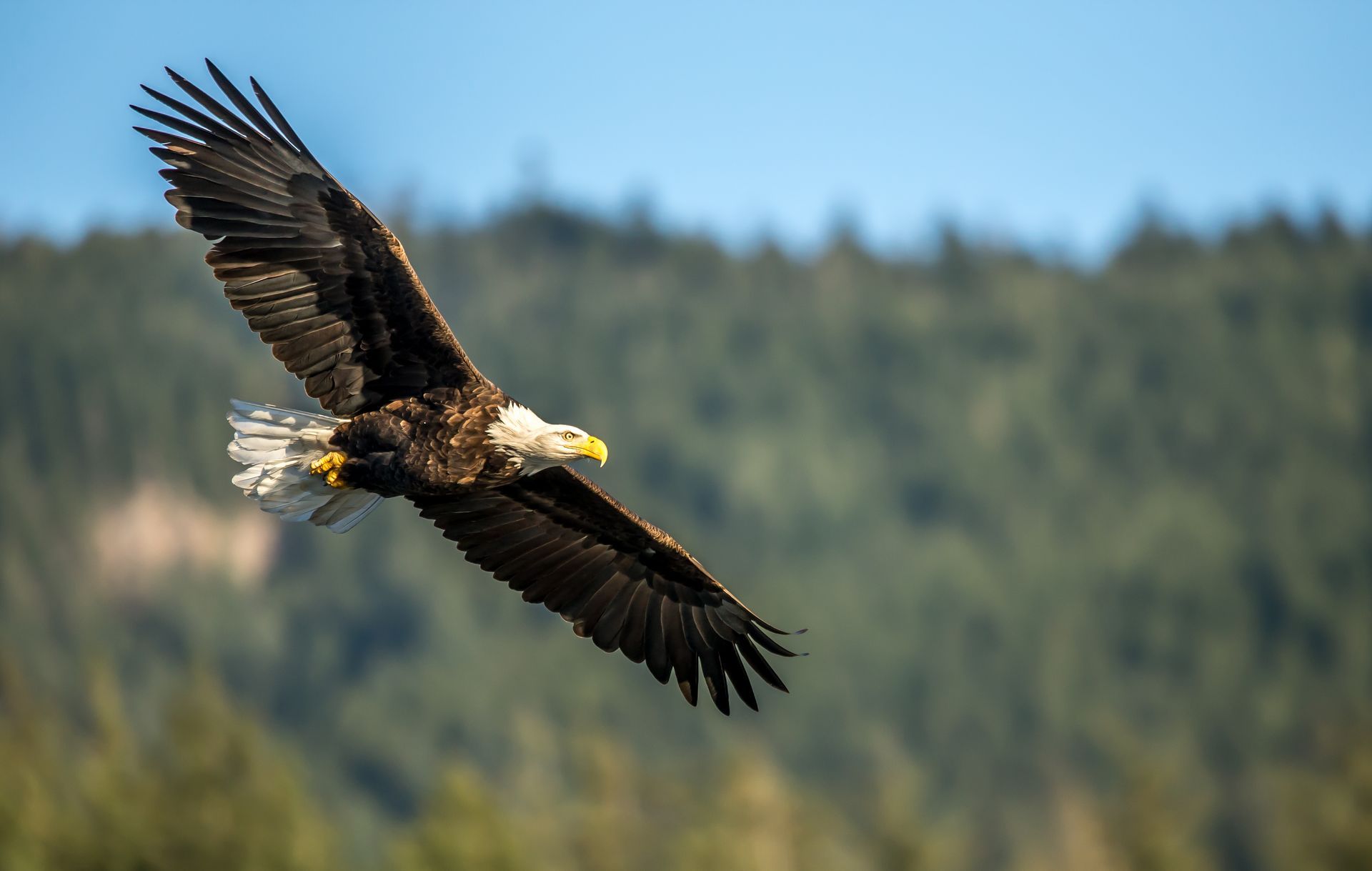 Bald eagle soaring over a blurred forest backdrop