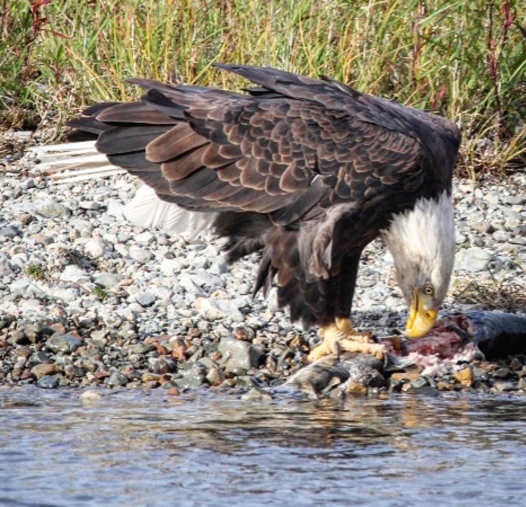 Bald eagle feeding on prey at the water’s edge, with dark wings and white head near a rocky shoreline