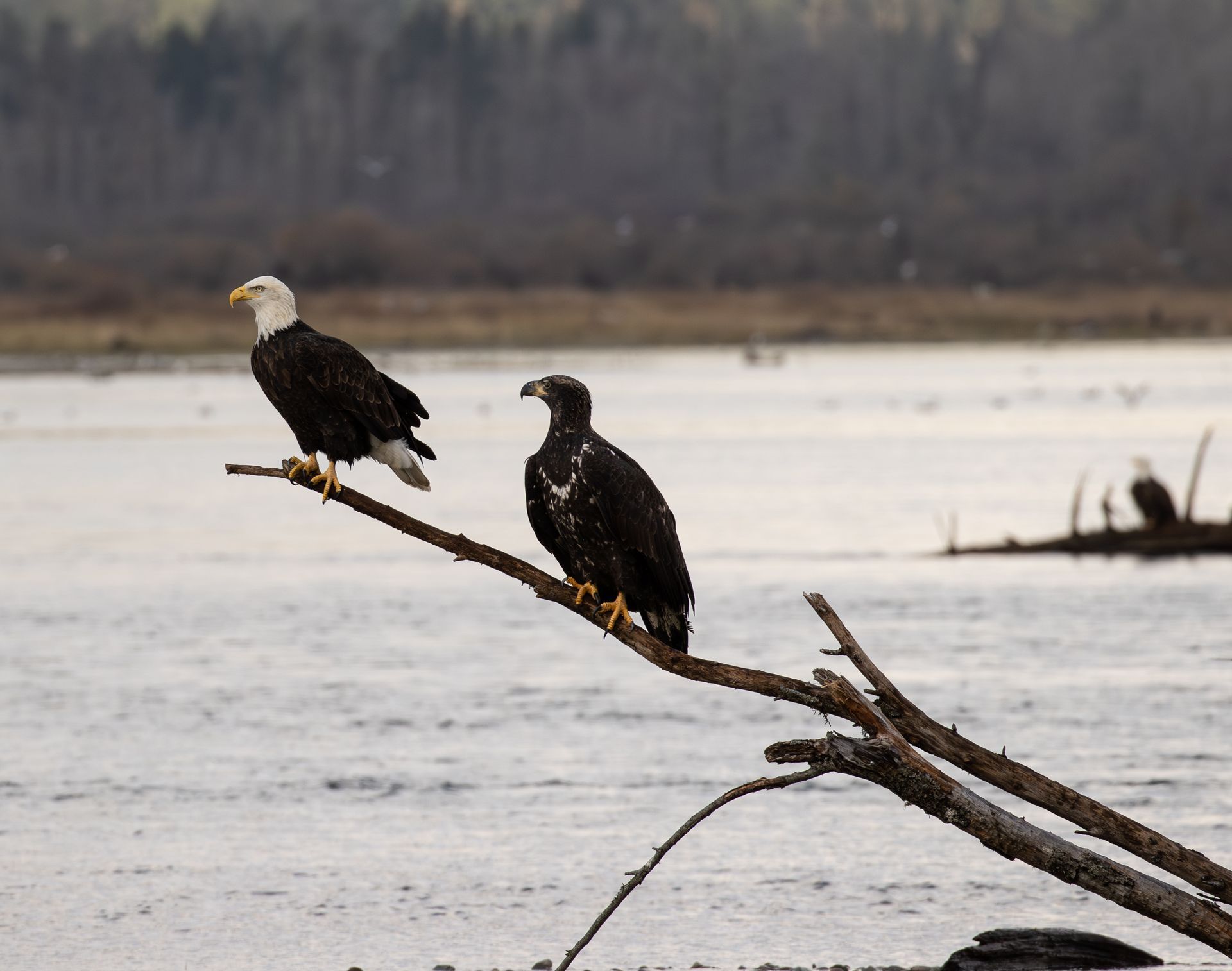 Two bald eagles perched on a branch over a frozen lake