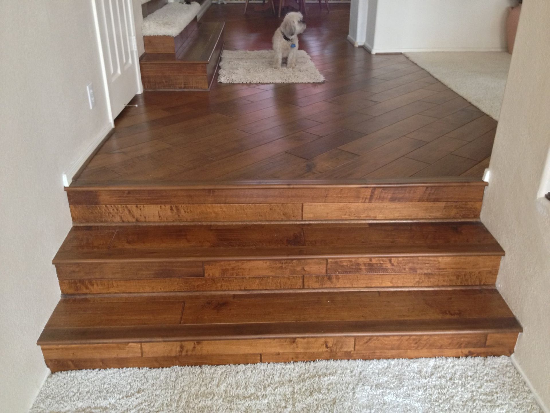 A dog is sitting on a rug on top of a wooden staircase.