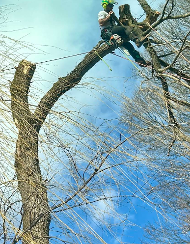 Arborist wearing safety gear, cutting a tree branch with a rope in a blue sky.