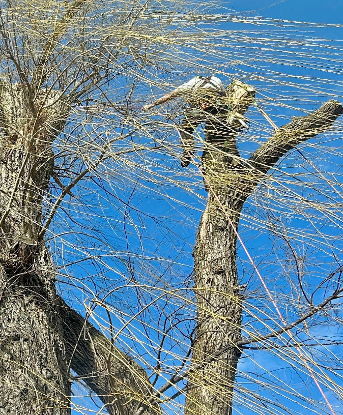 A person pruning branches of a tall tree against a blue sky, some bare branches visible.