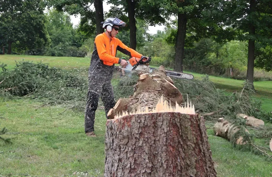 Person in safety gear using a chainsaw to cut a tree stump on a grassy lawn.