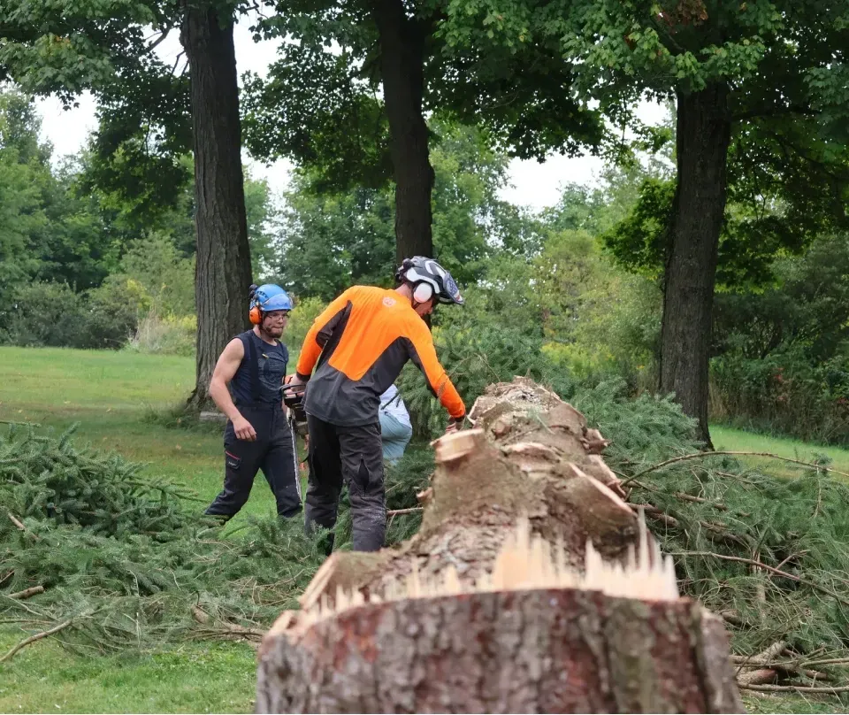 Three people cutting a log in a grassy area with trees. One wears orange safety gear, others blue.