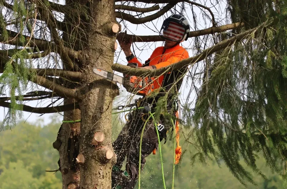 Arborist in safety gear, using a chainsaw to trim a tree.