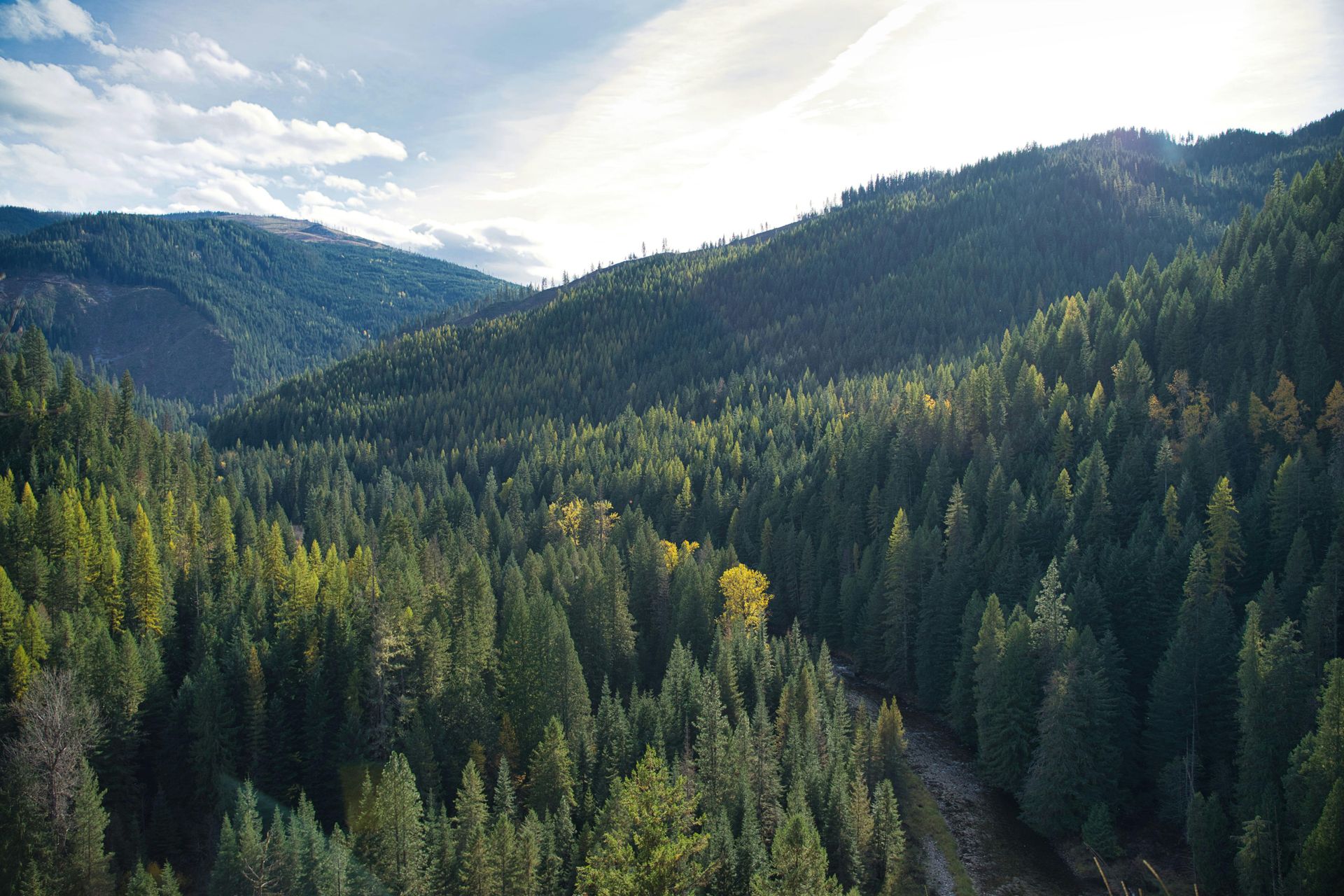 Sunlit evergreen forest covering rolling mountains under a bright sky