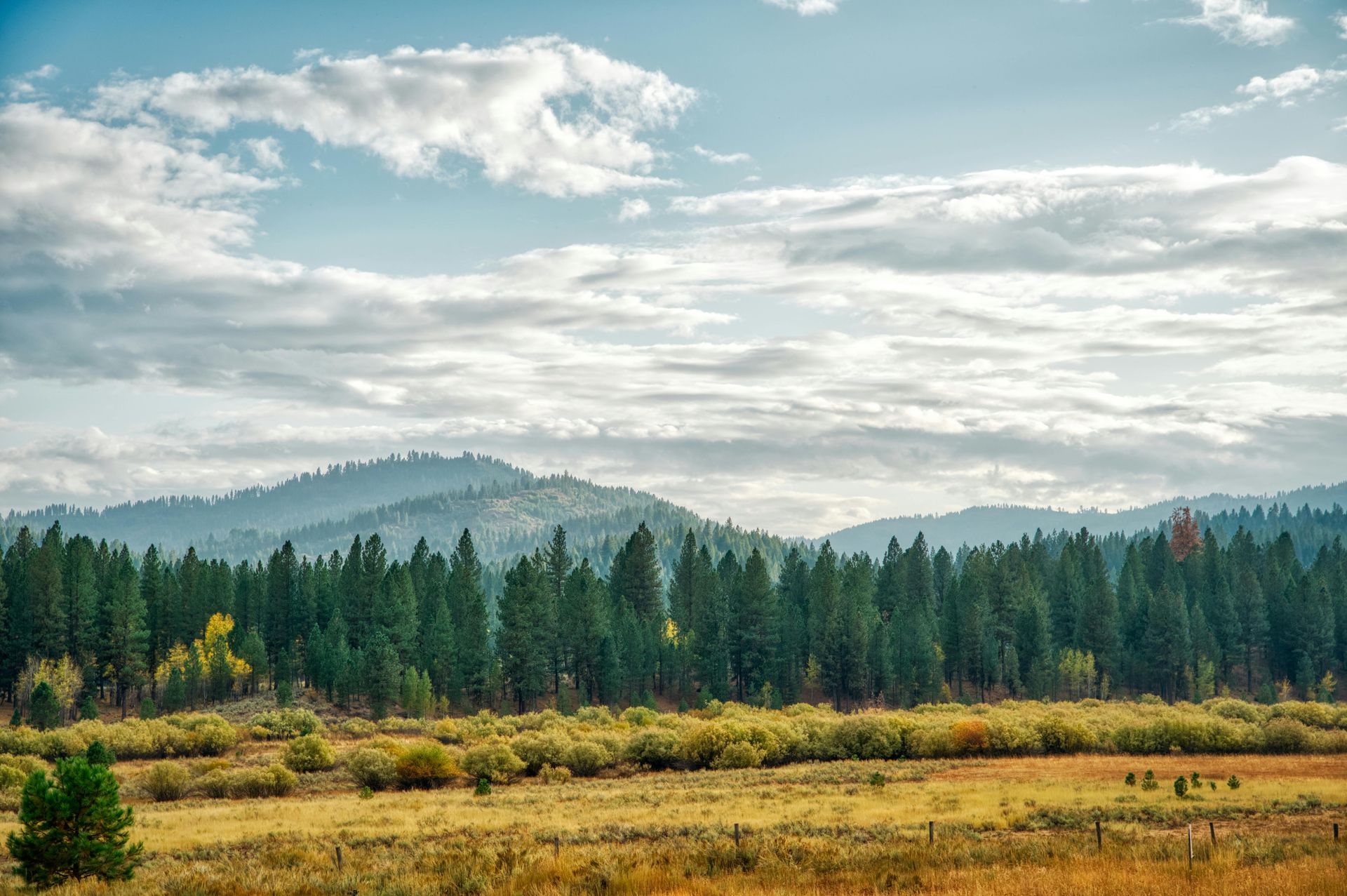 Wide grassy field with pine forest, misty mountains, and a cloudy sky