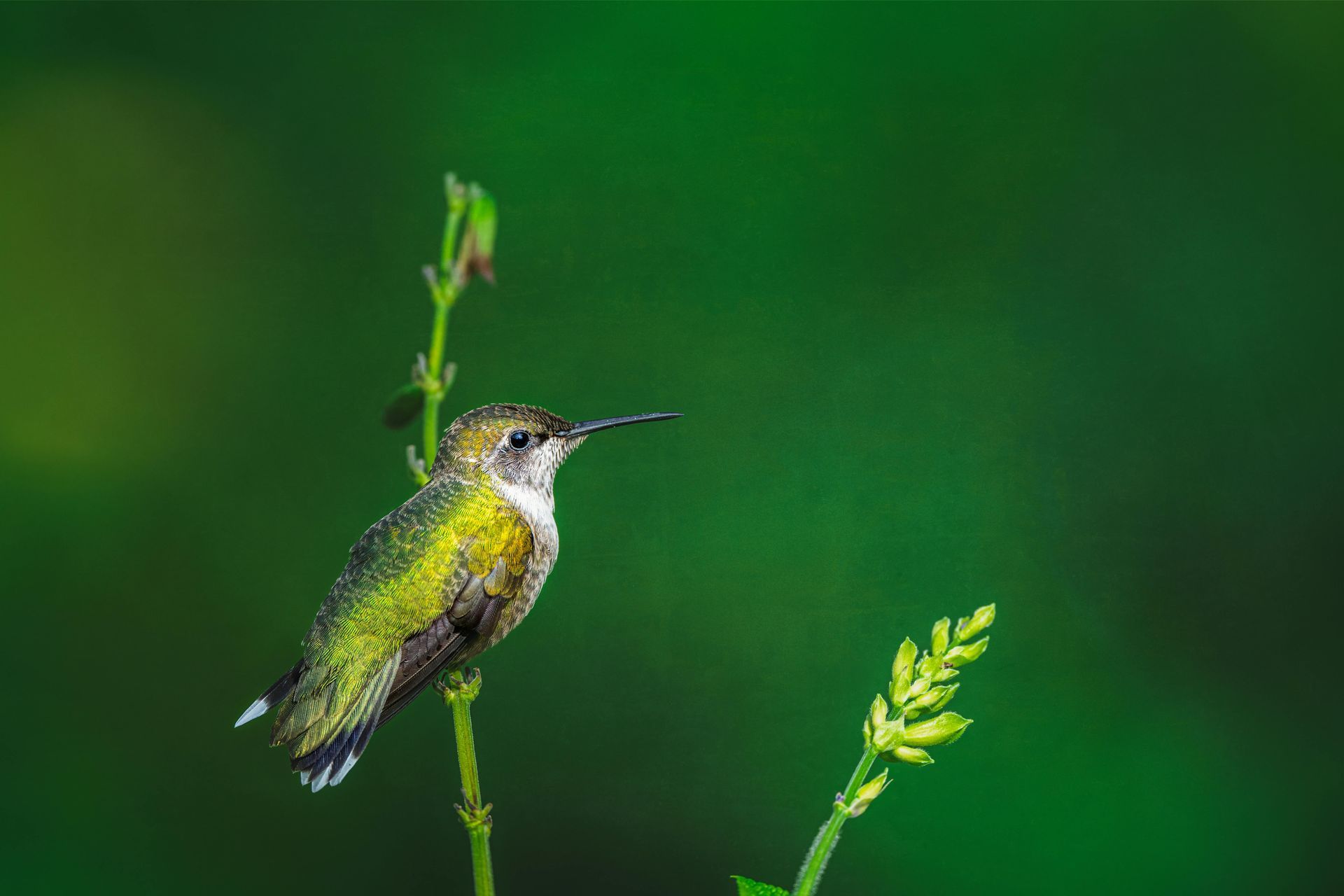 Small green hummingbird perched on a twig against a blurred green background