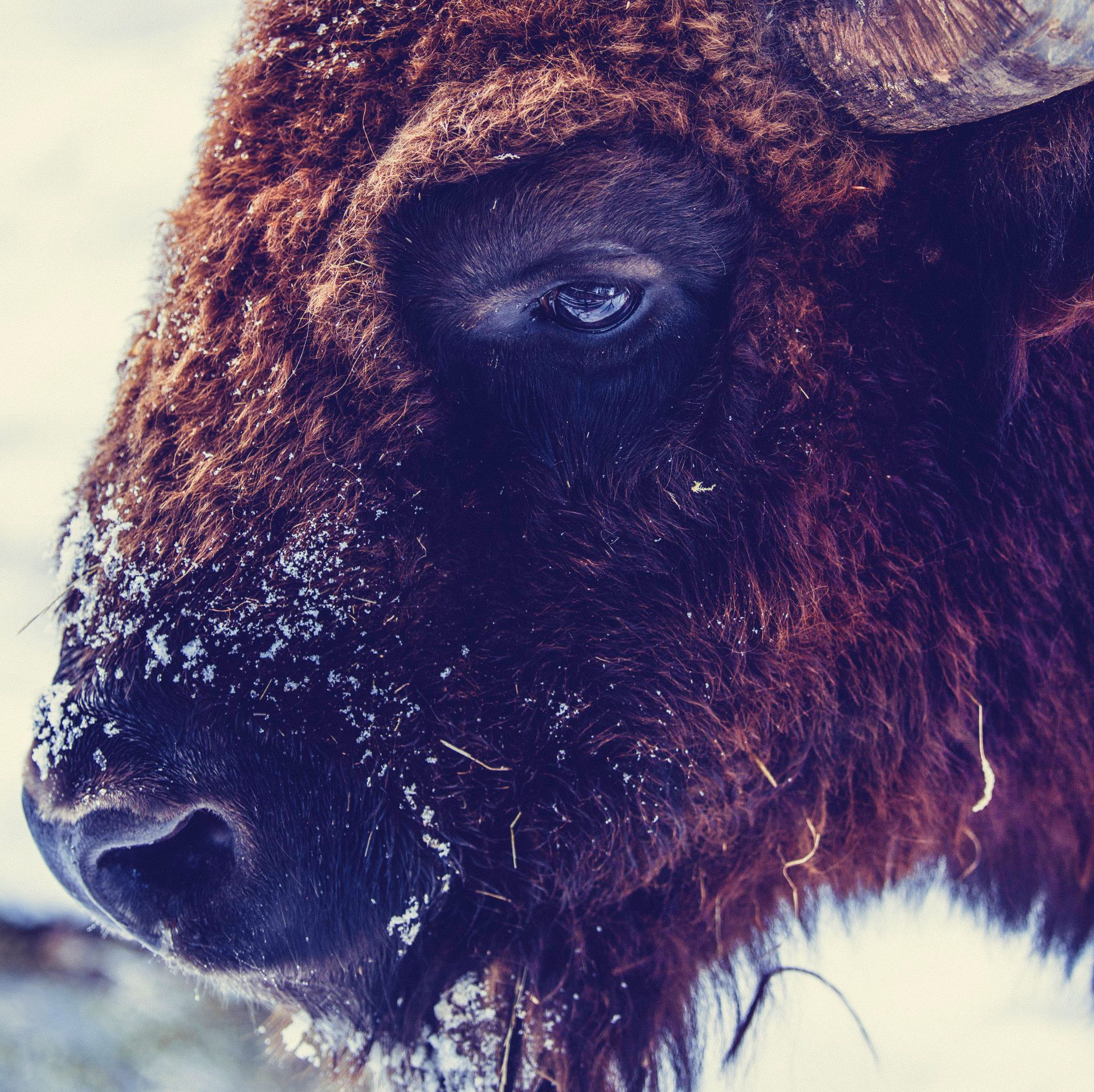 A close up of a bison 's face with snow on it