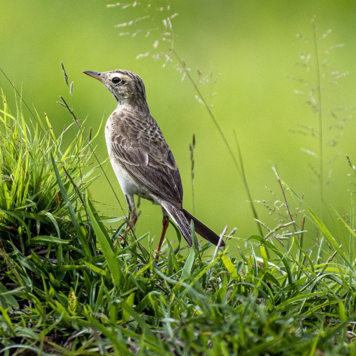 A small bird standing in the grass with a green background