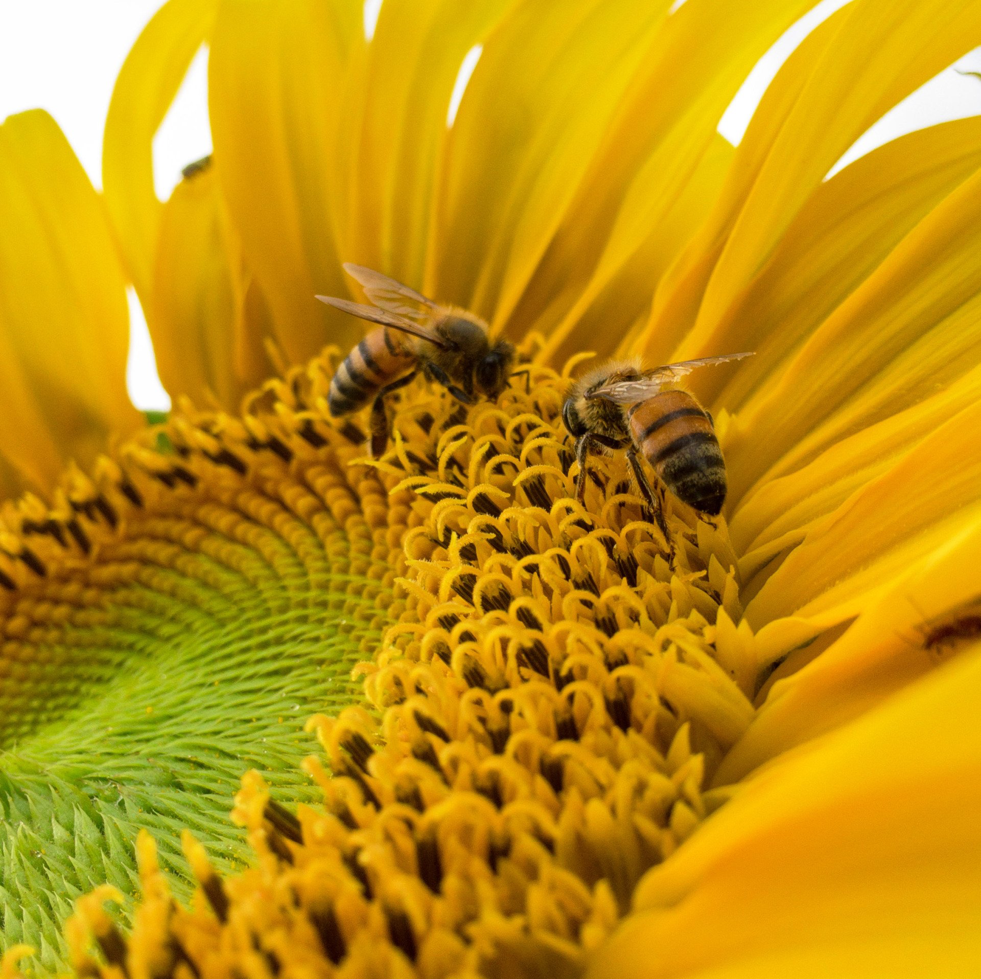 Two bees are sitting on top of a yellow sunflower
