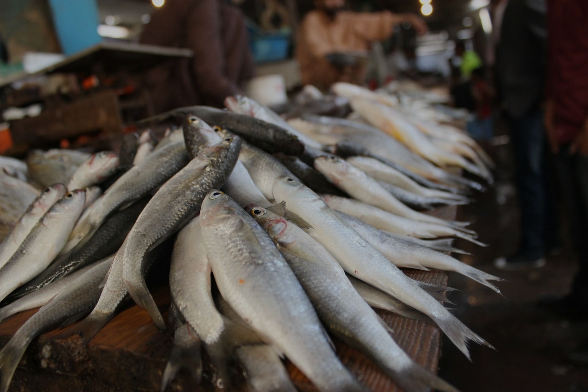 Maputo Fish Market Guide 2026: Mercado do Peixe